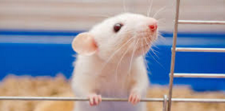 Lumière bleue rat